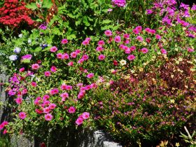 Rex Objektservice Stauden.jpg